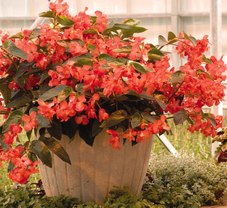Begonia Dragon Wing Red (5" pot)