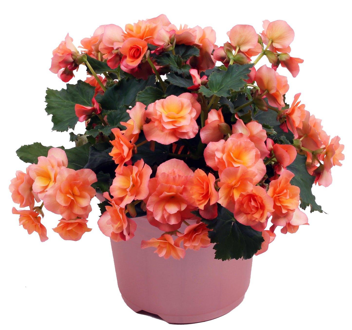 Begonia Solenia Apricot (6" green pot)