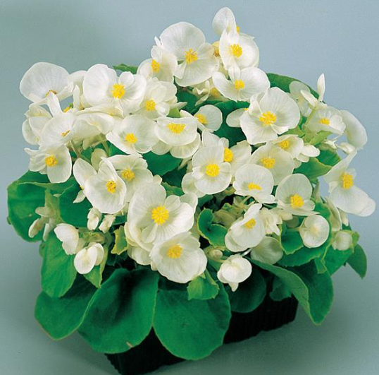 Begonia Super Olympia White (3-pack)