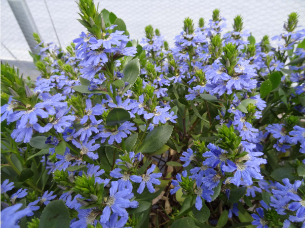 Scaveola (Fan Flower) Blue (5" orange pot)