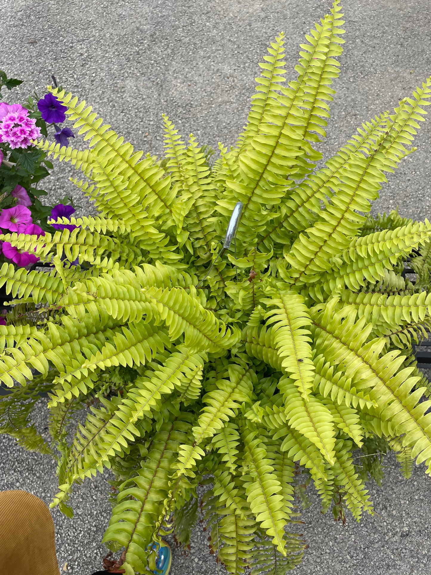 Boston Ferns (hanging basket)