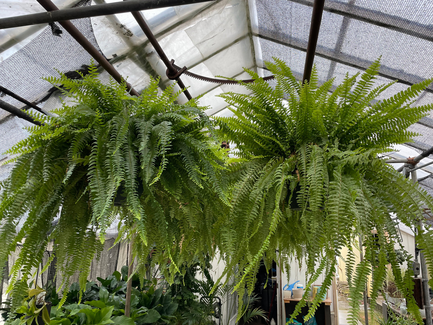 Boston Ferns (hanging basket)