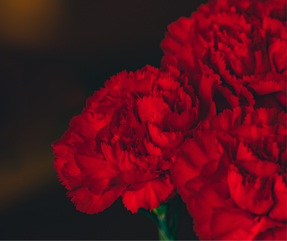 Mini Carnation Wrist Corsage - ADULT (13yo+)