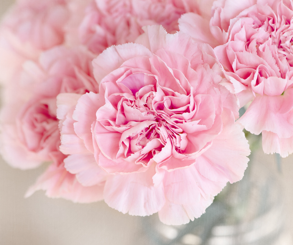 Mini Carnation Wrist Corsage - ADULT (13yo+)