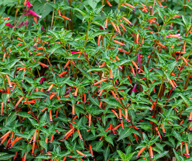 Cuphea (Mexican Heather) Cherry Bells (5" orange pot)