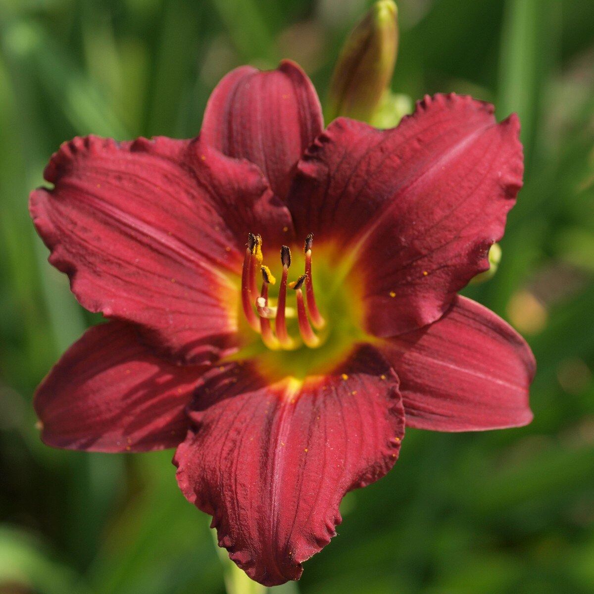 Daylily - Ruby Stella