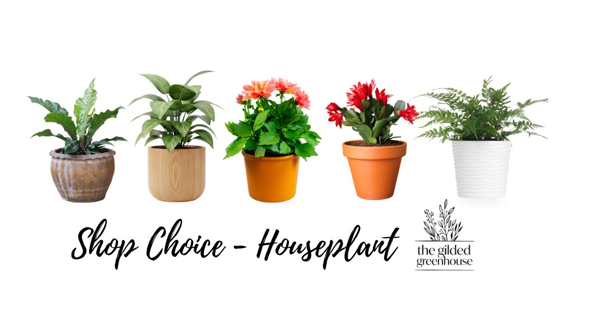 Houseplant - Shop Choice - Deluxe