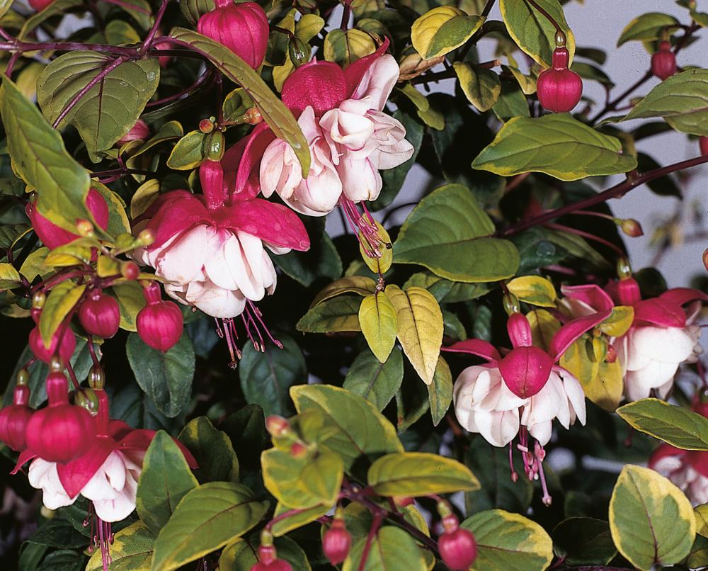 Fuchsia Swingtime (10" Hanging Basket)