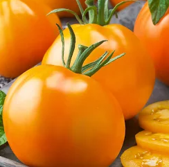 Tomato Golden Jubilee (3-pack)