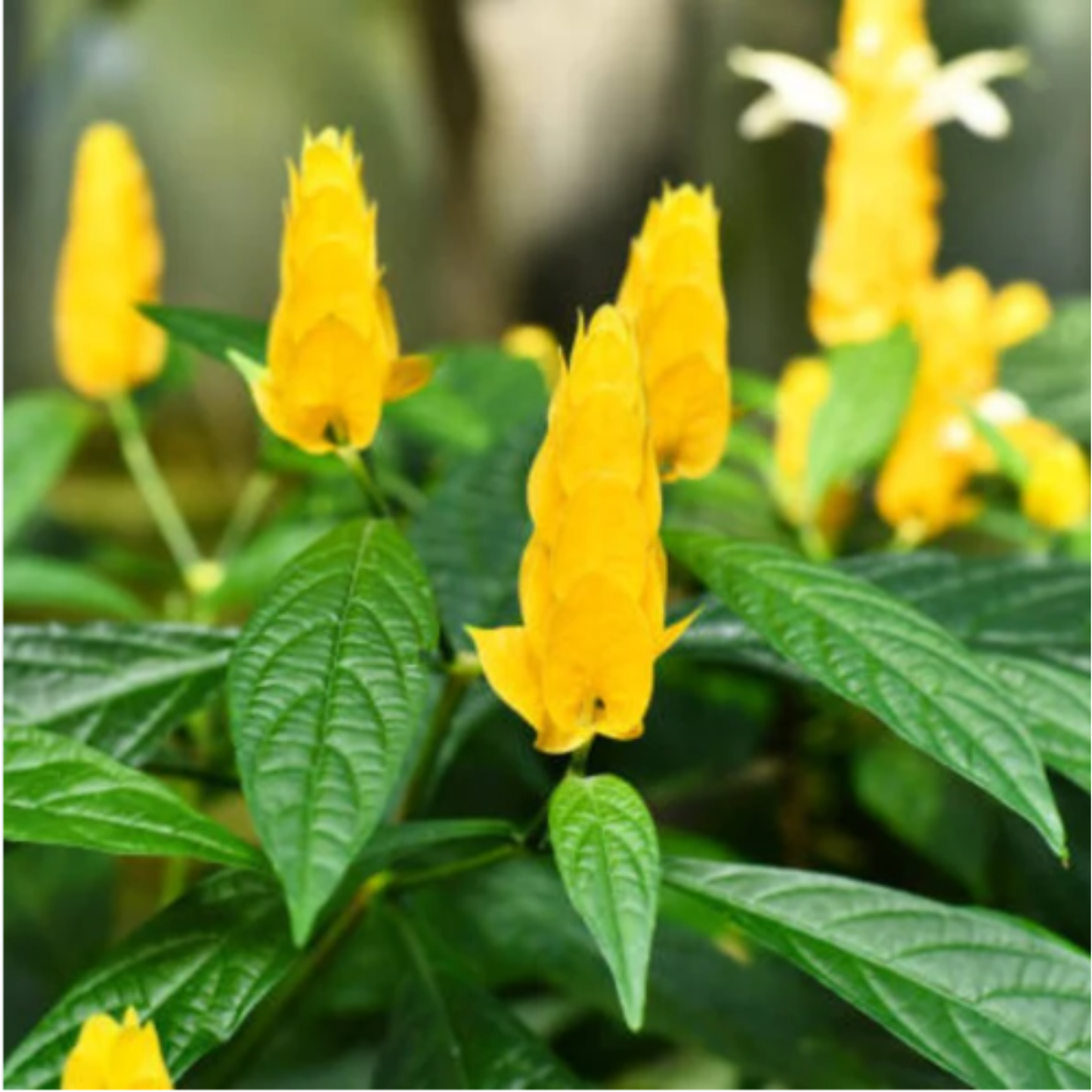 Golden Shrimp Plant (6" orange pot)