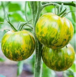Heirloom Tomato Green Zebra (3.5" pot) NEW!!!