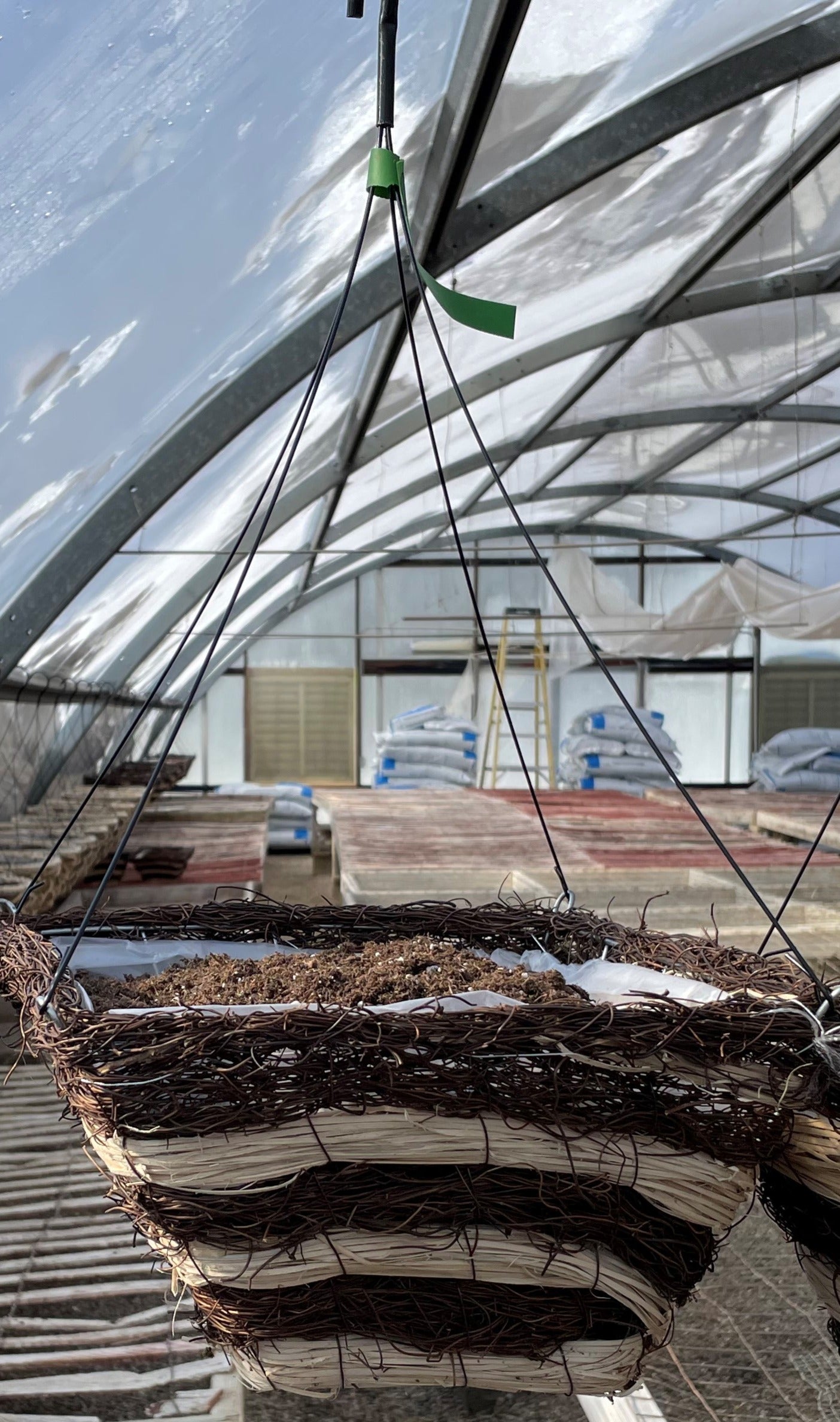 Hanging Basket - GREEN TAG - Square