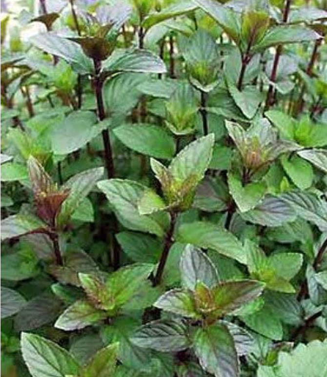 Herb Chocolate Mint (3.5" pot)