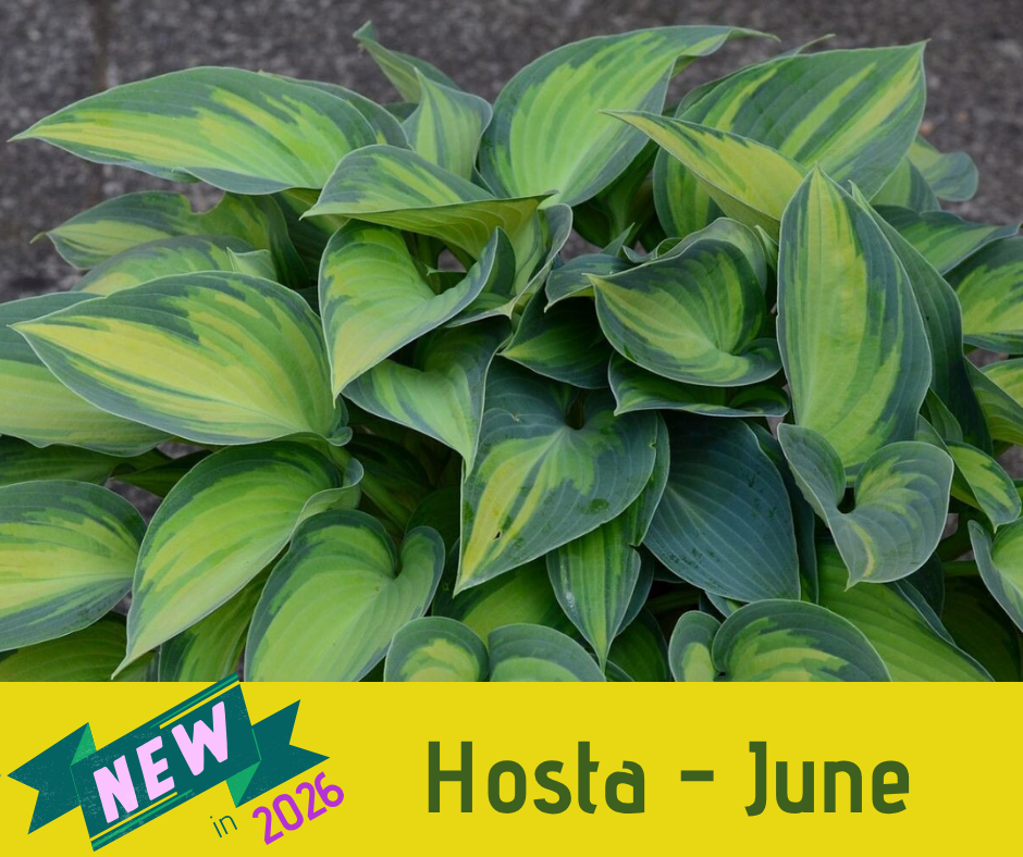 Hosta - June
