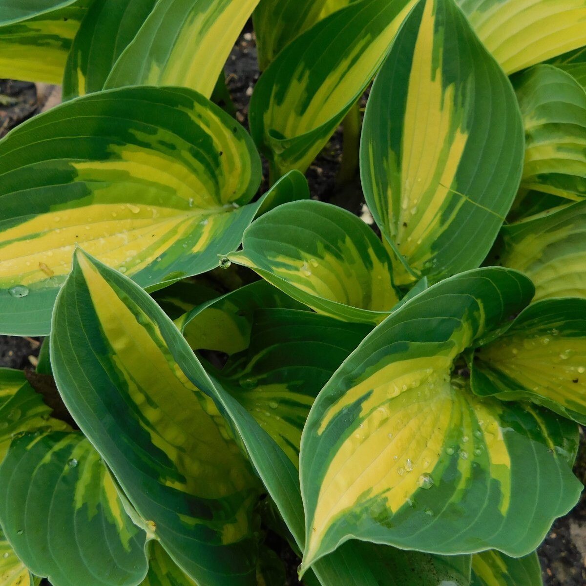 Hosta - Beach Boy