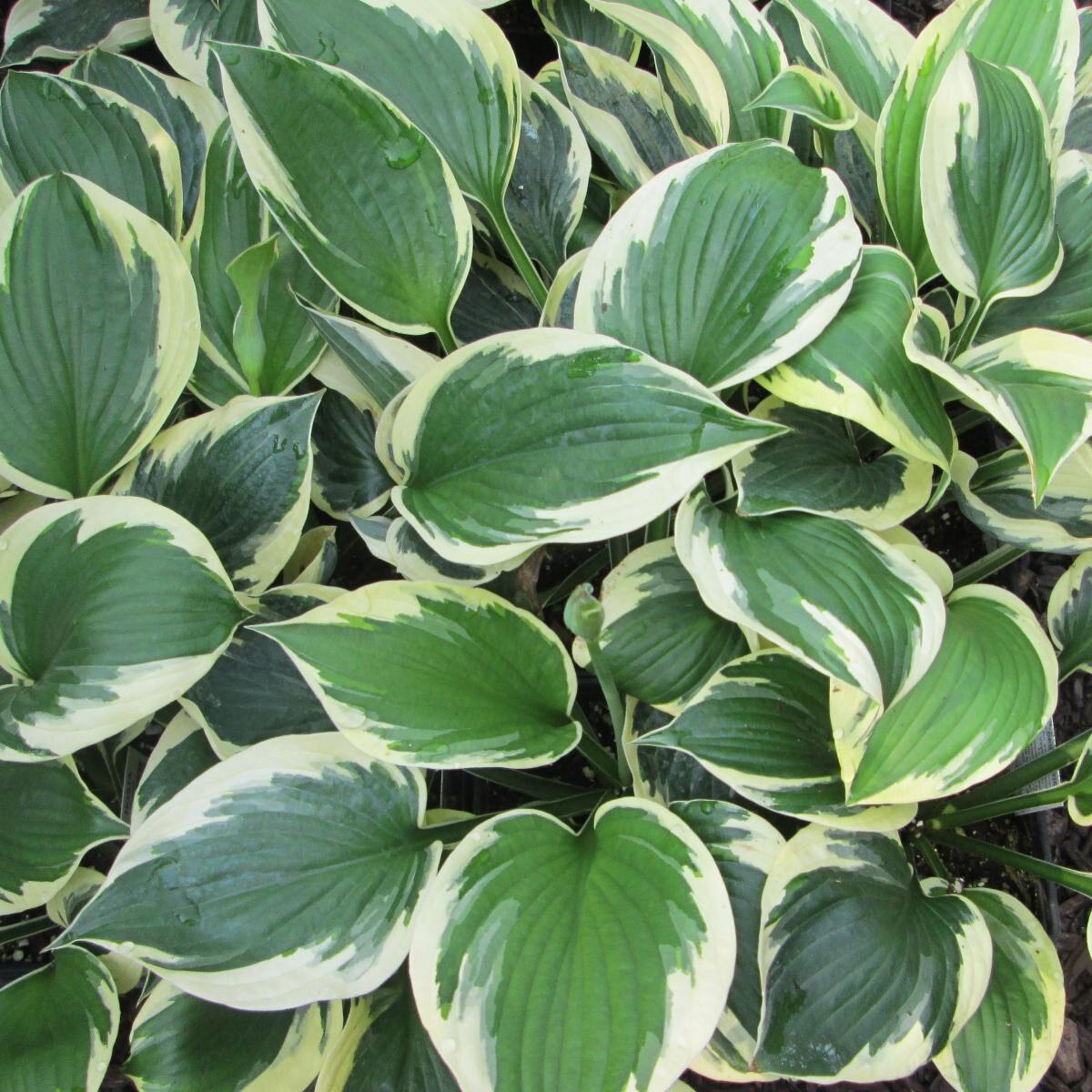 Hosta - Patriot