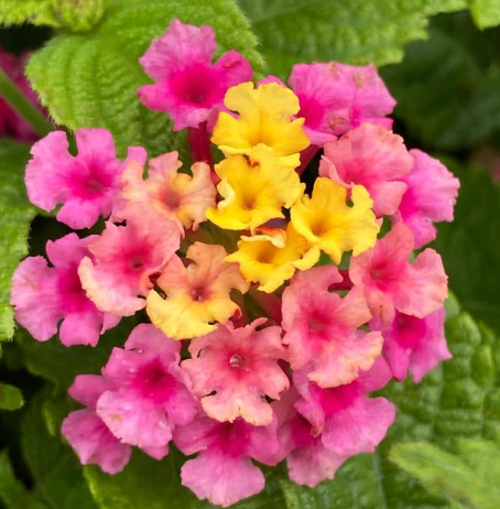 Lantana Shamrock Rose (5" pot)