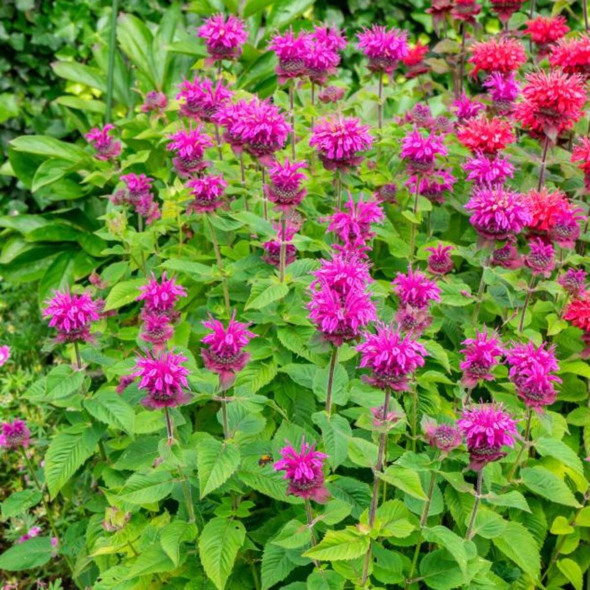 Monarda - Bee Free PBR