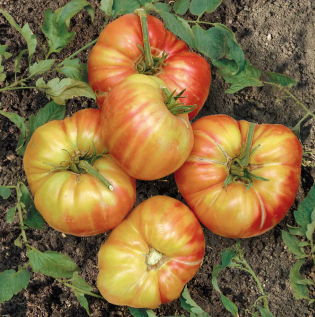Tomato Mr Stripey (3-pack)
