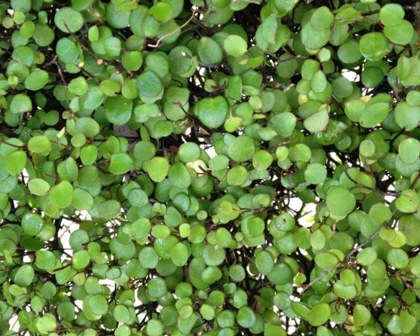 Muehlenbeckia Wire Vine (5" orange pot)