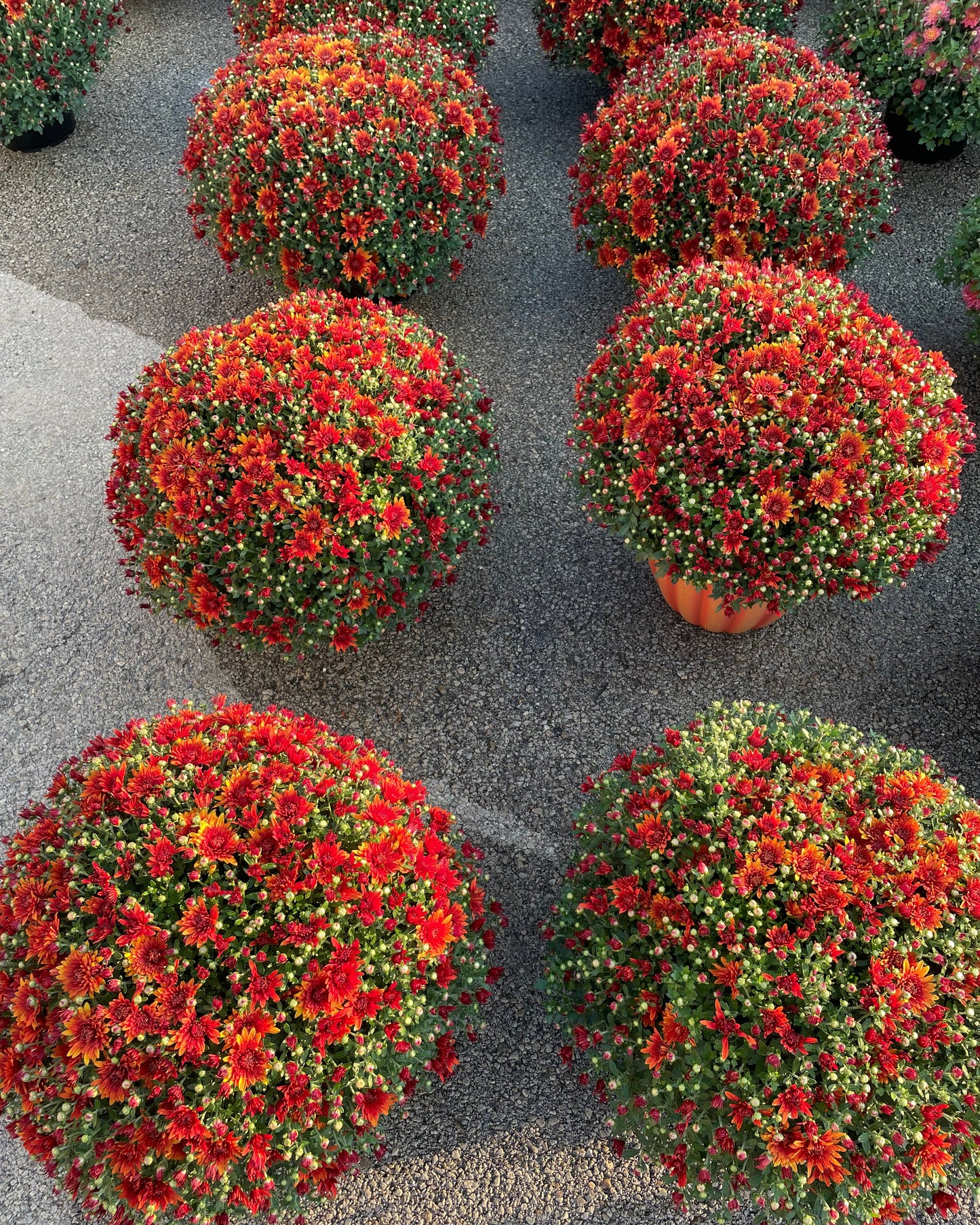 Orange 9" Mum