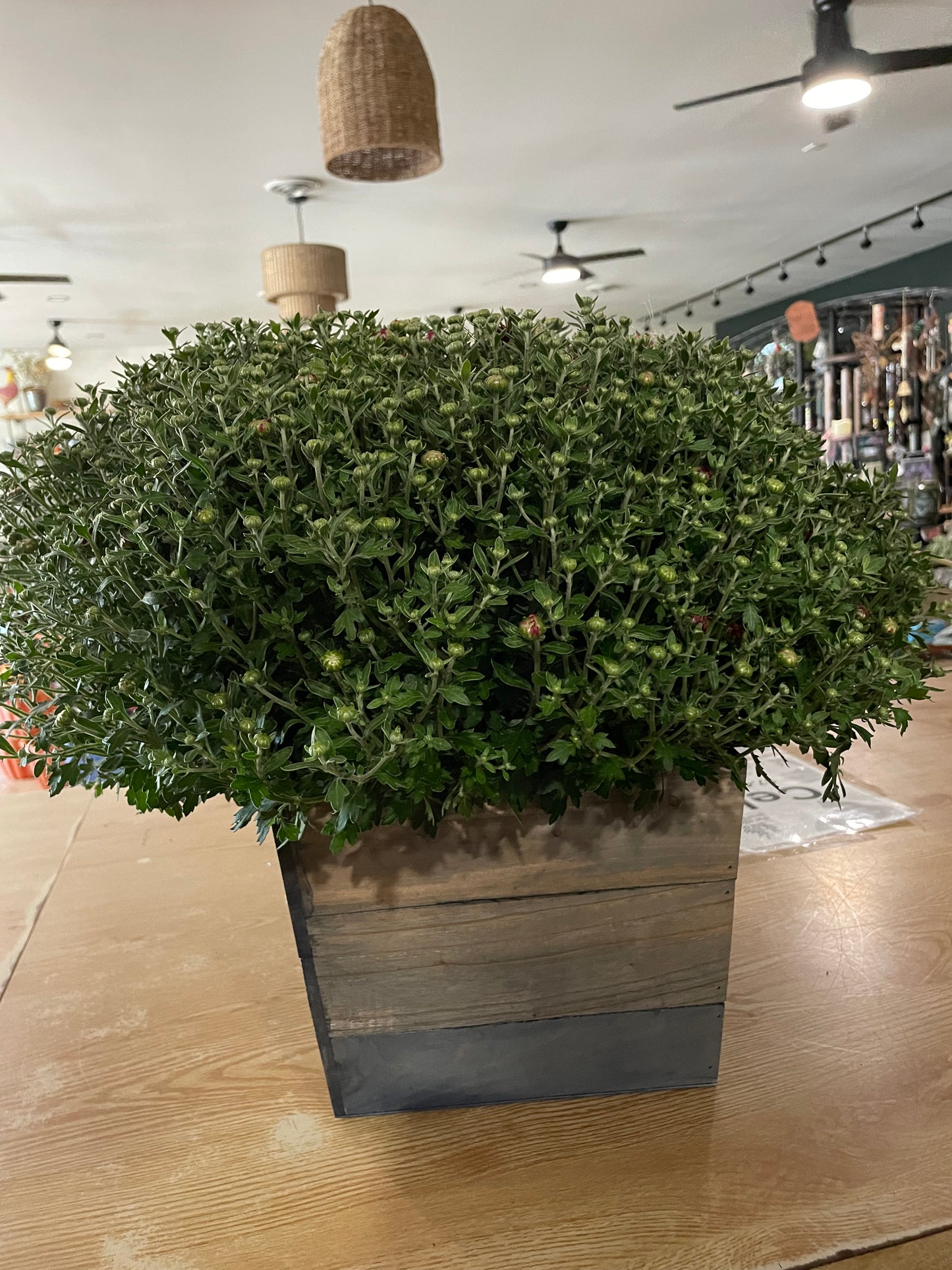 Outdoor Mum in Wooden Box