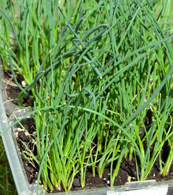 Onion Vidalia (6-pack, 12 starts)