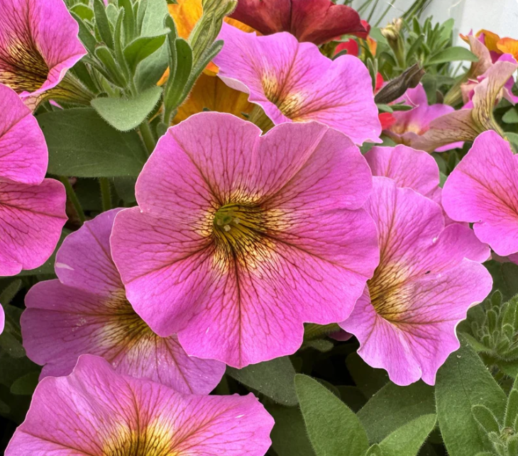 Petchoa SuperCal Sunray Pink (5" pot)