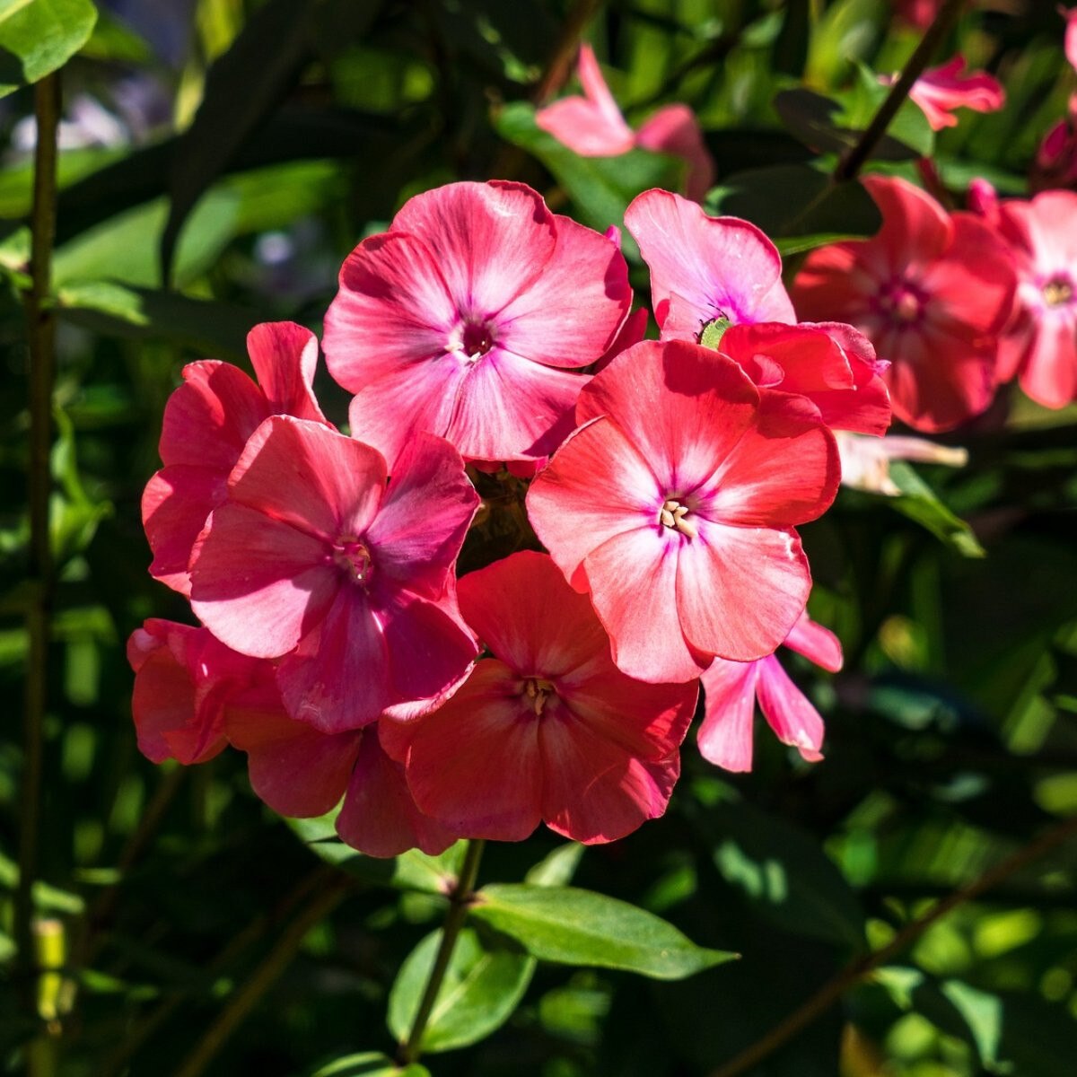 Phlox-Paniculata - Orange Perfection