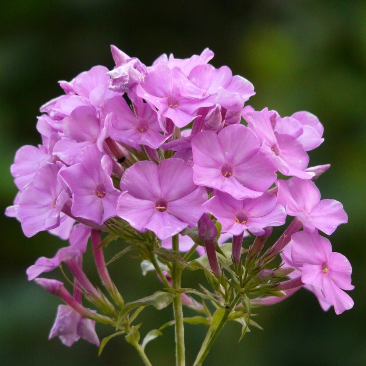 Phlox-Paniculata - Pinky Hill
