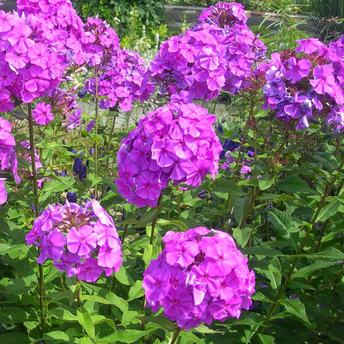 Phlox-Pantaculata - Purple Paradise