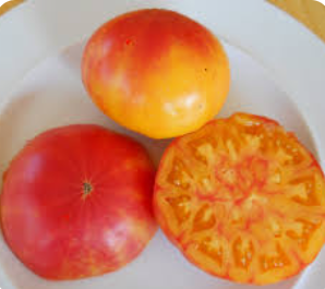 Heirloom Tomato Pineapple (3.5" pot) NEW!!!