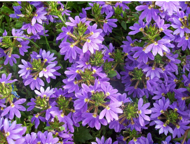 Scaveola (Fan Flower) Purple (5" orange pot)