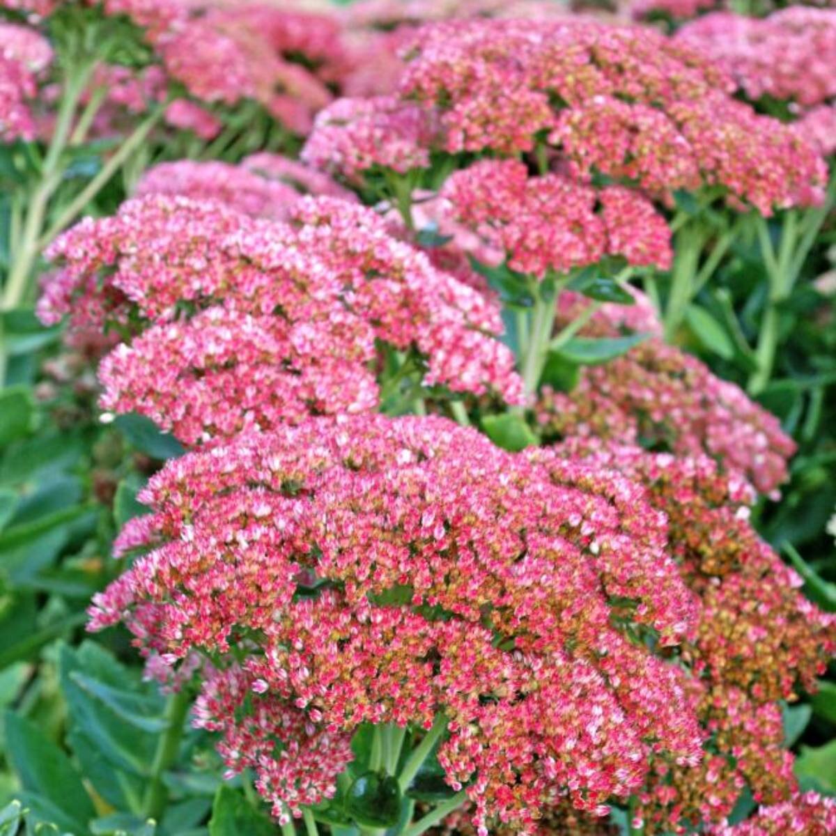 Sedum - Autumn Joy