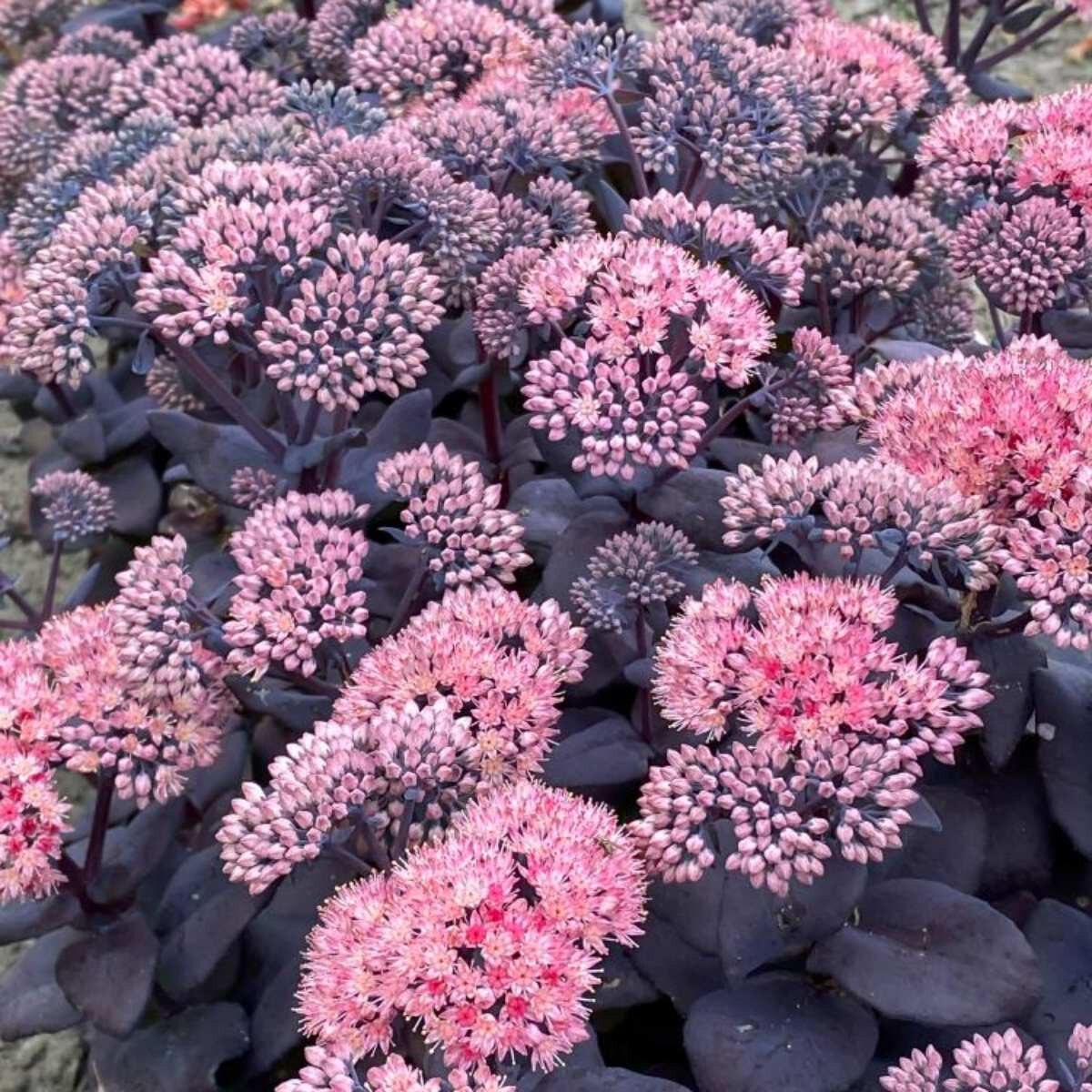 Sedum - Mojave Jewels Sapphire