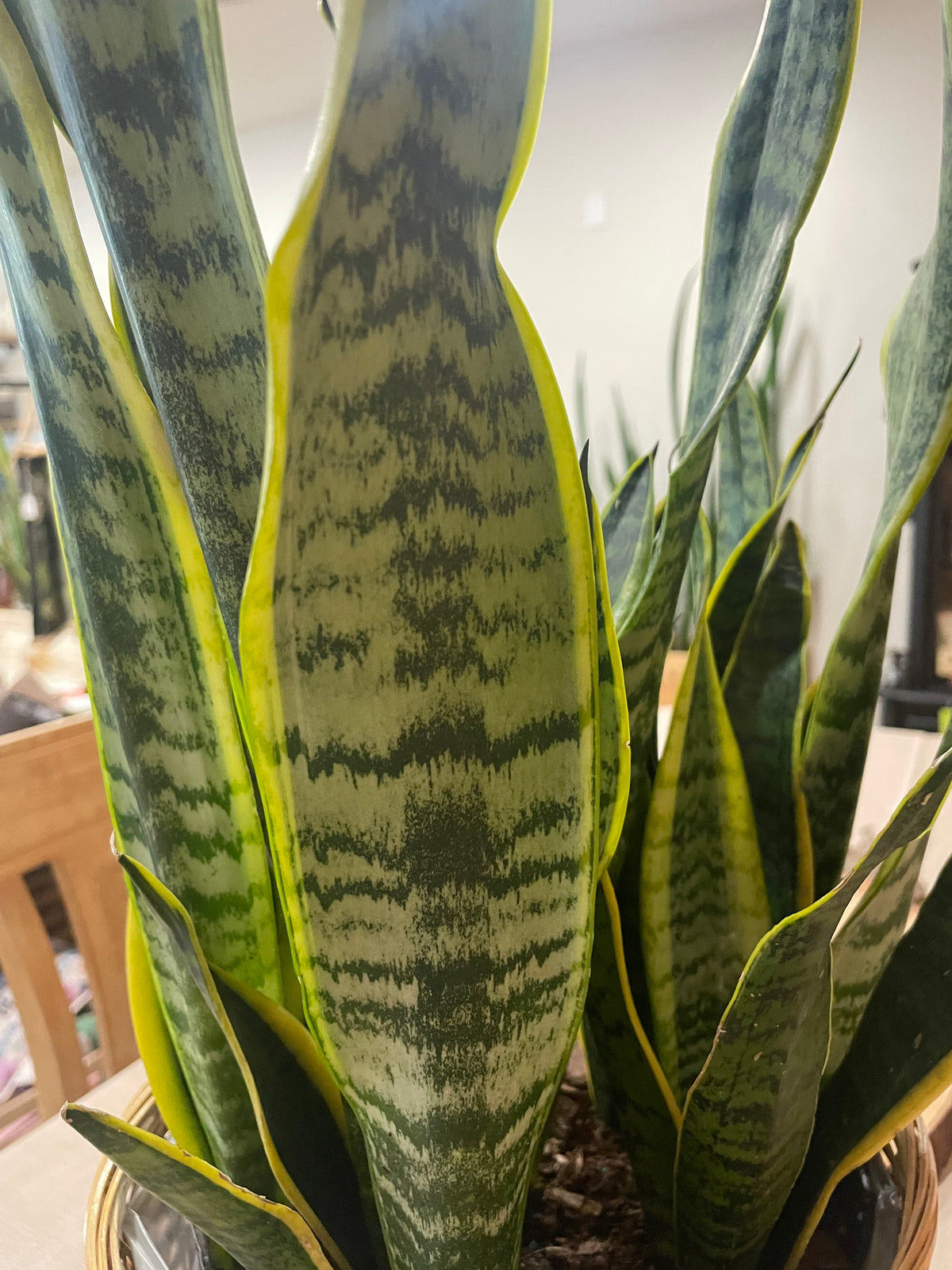 8" Snake Plant