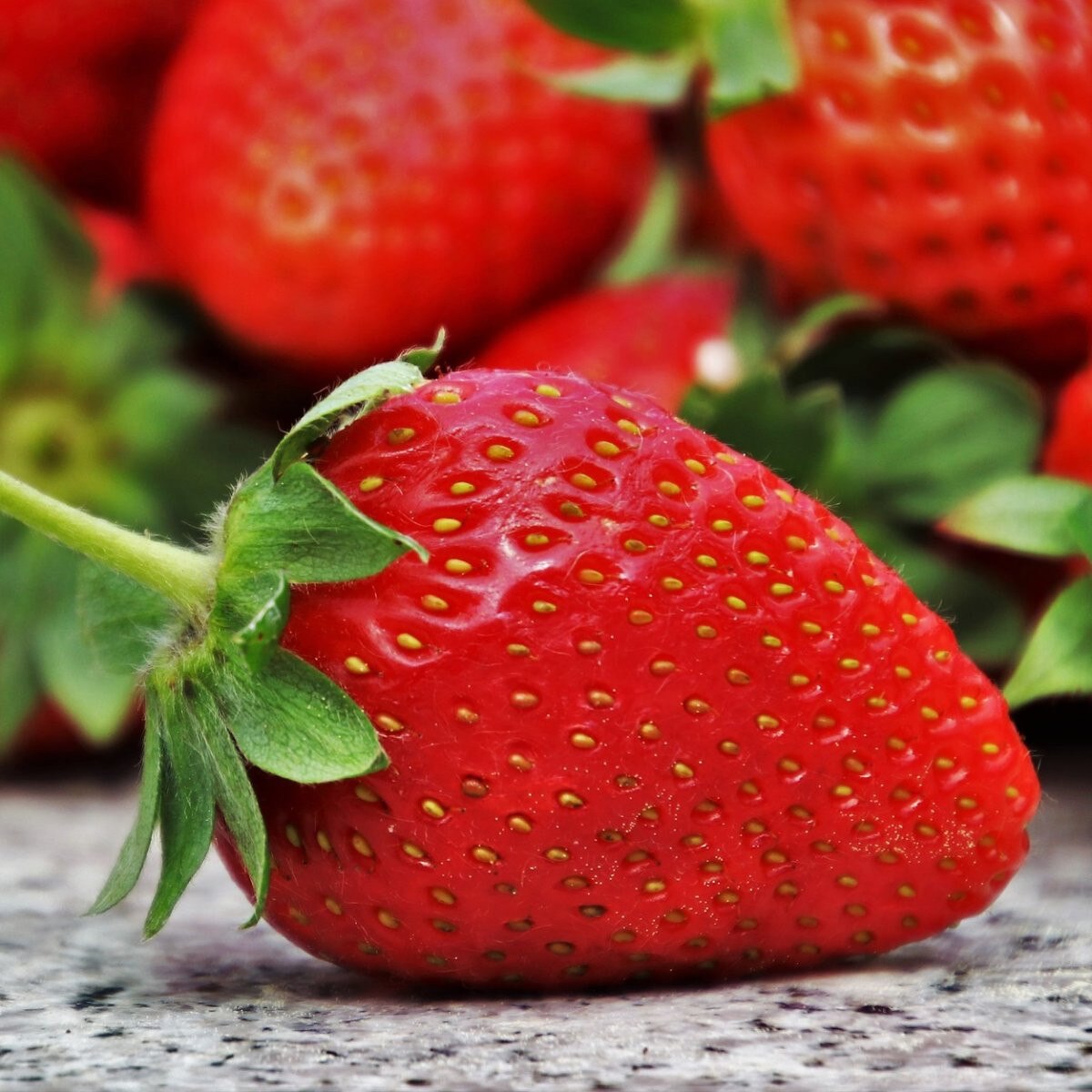 Strawberry - Junebearing Allstar (6" green pot)