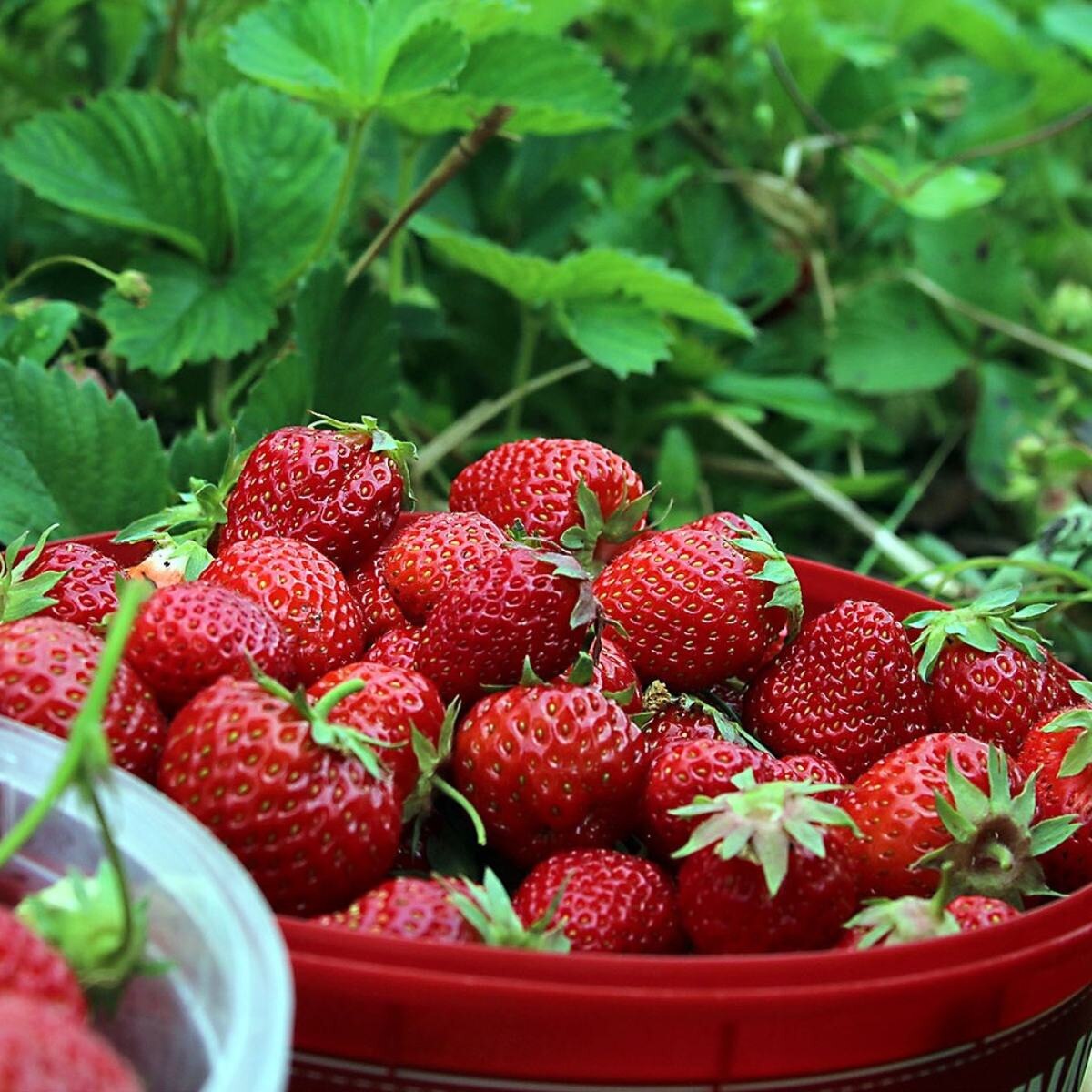 Strawberry - Everbearing Eversweet (6" green pot)