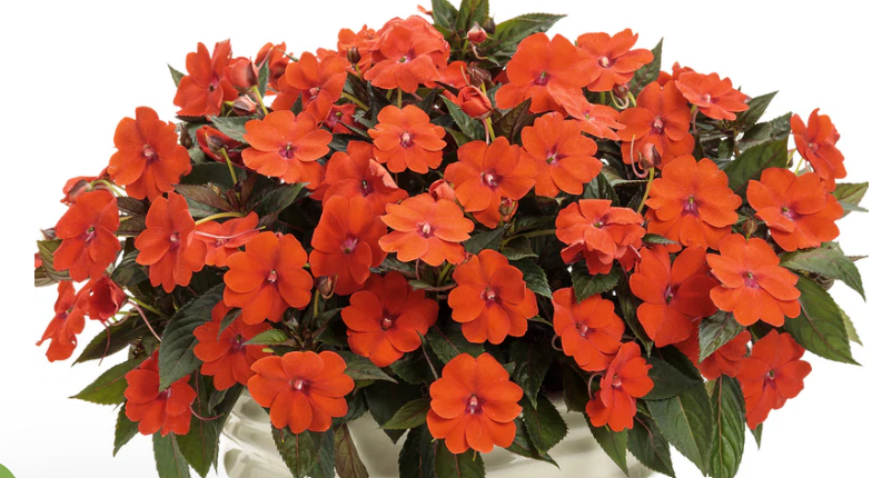 Sunpatiens Orange (5" orange pot)