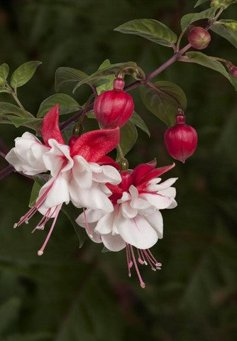 Fuchsia Swingtime (10" Hanging Basket)