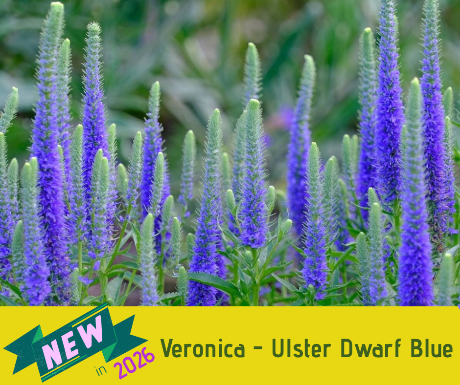 Veronica - Ulster Dwarf Blue