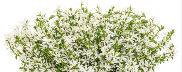 Scaveola (Fan Flower) White (5" orange pot)