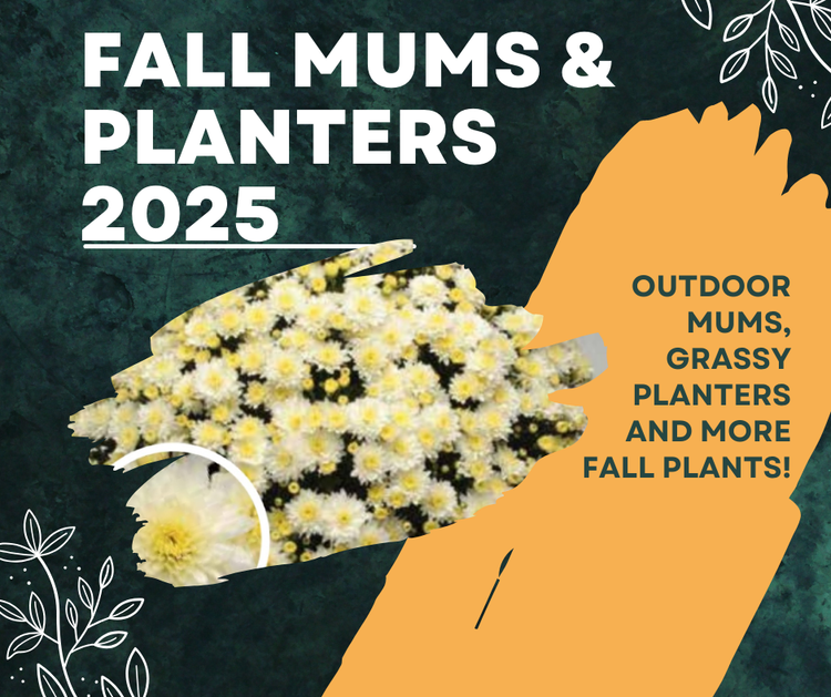 Fall mums & planters