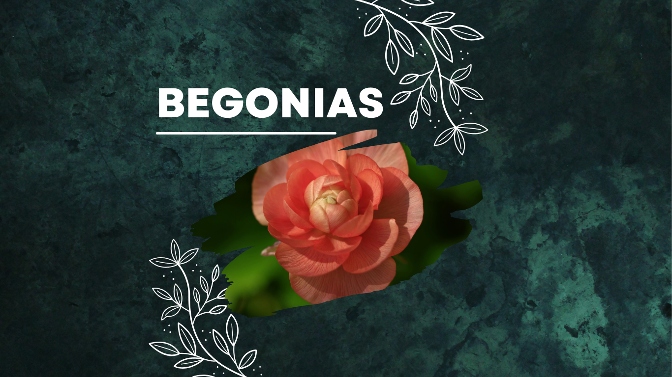 Begonias