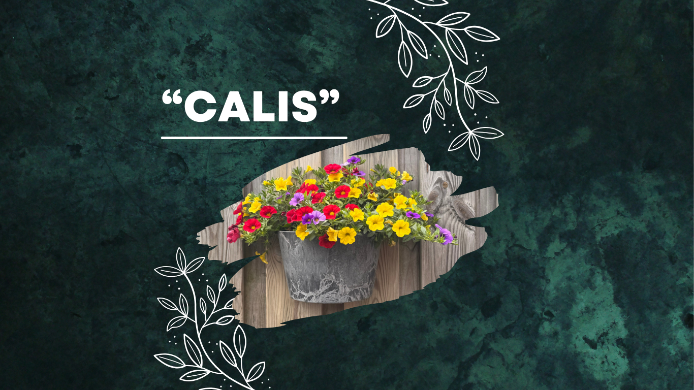 Calibrachoa (Mini Petunia)