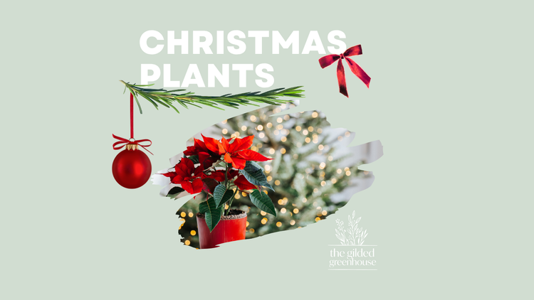 Christmas Plants