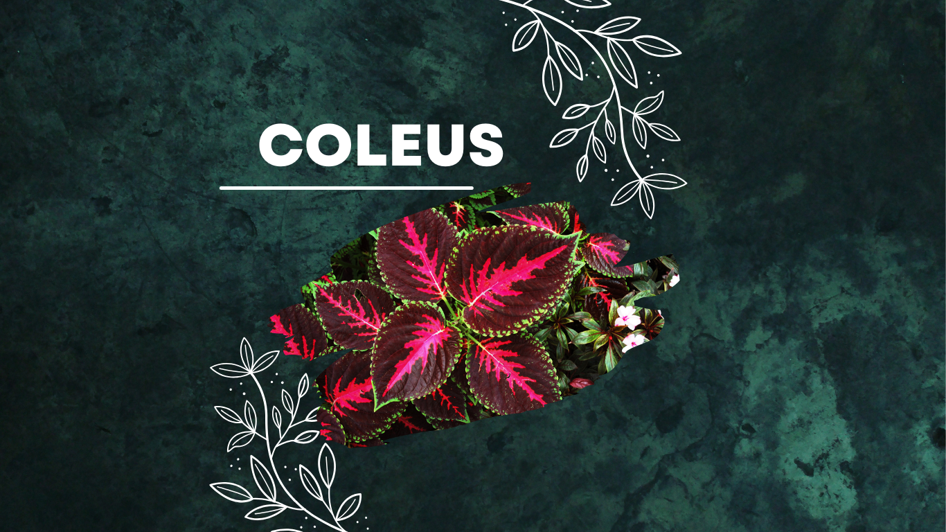 Coleus