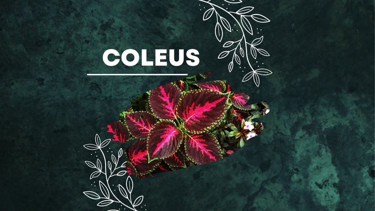 Coleus