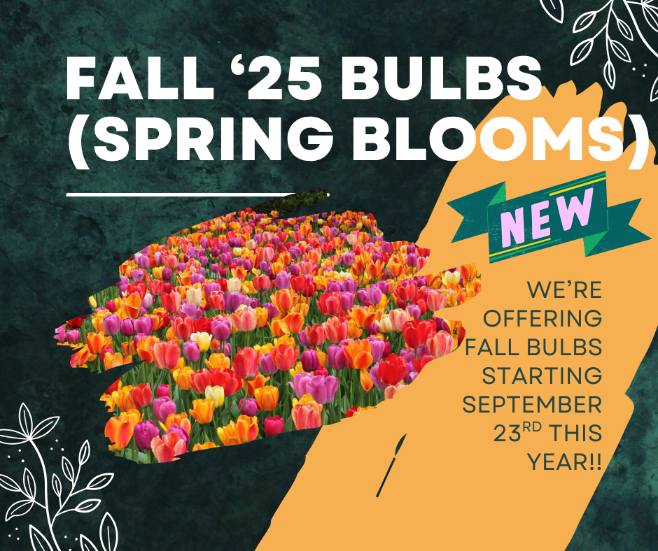 Fall Bulbs (Spring blooms)