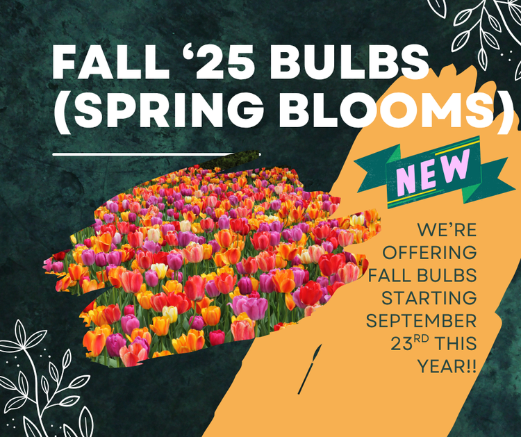 Fall Bulbs (Spring blooms)